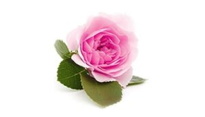 Damaszkuszi rózsavíz